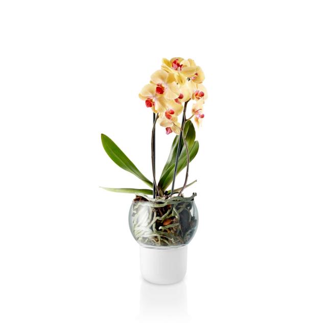 Orkidékruka - Ø15 cm. - självvattnande