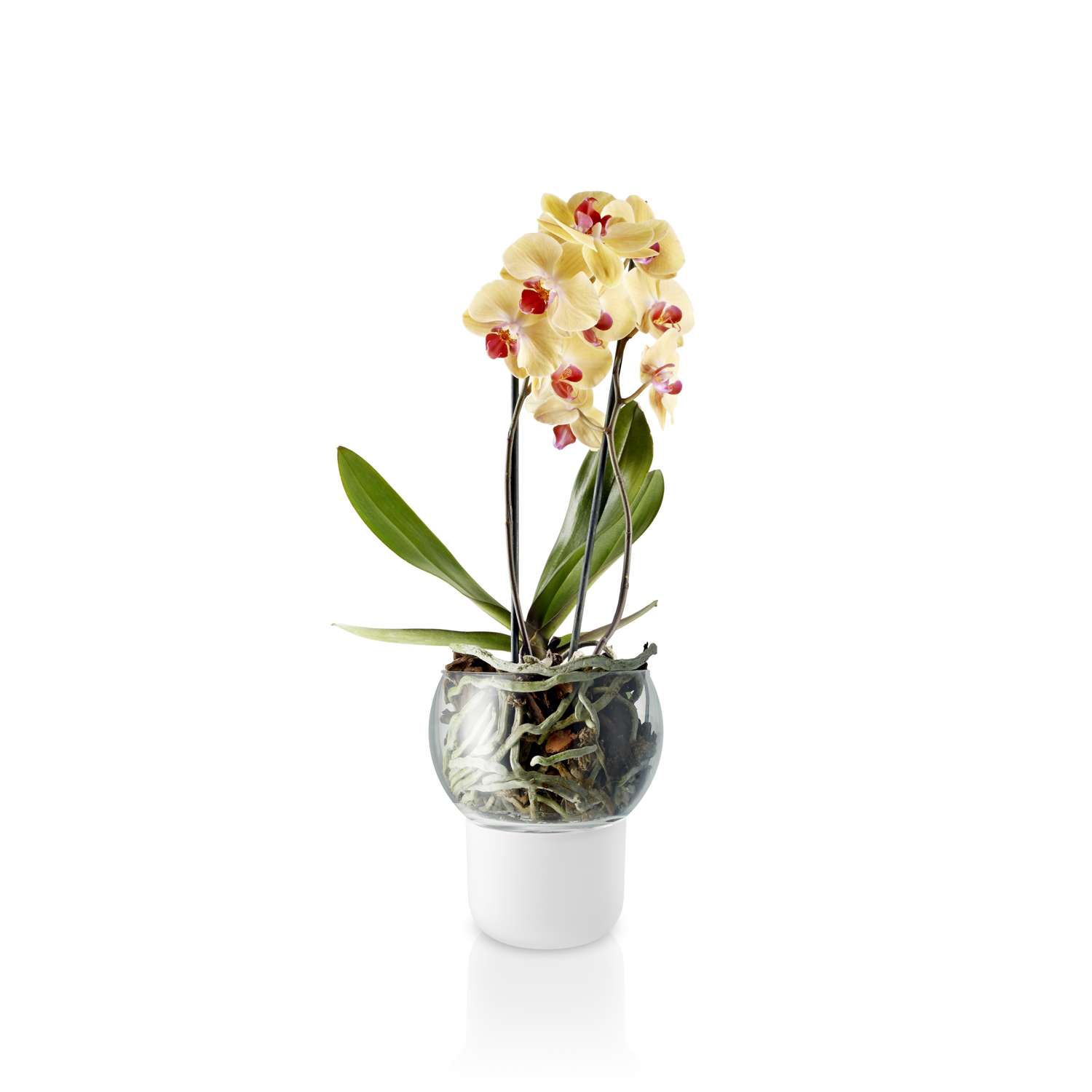 Орхидеи в горшках водой. Горшок Eva solo для орхидеи с автополивом. Фаленопсис автополив. Орхидея Jive.