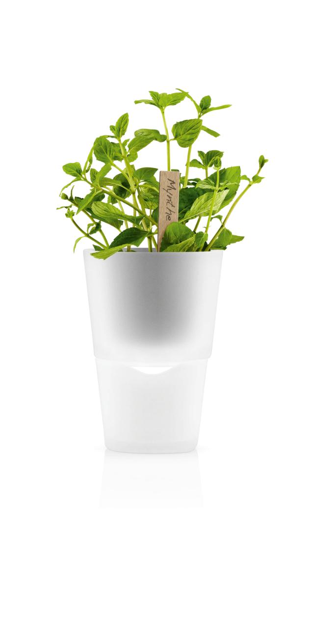 Herb pot 11cm frosted glass