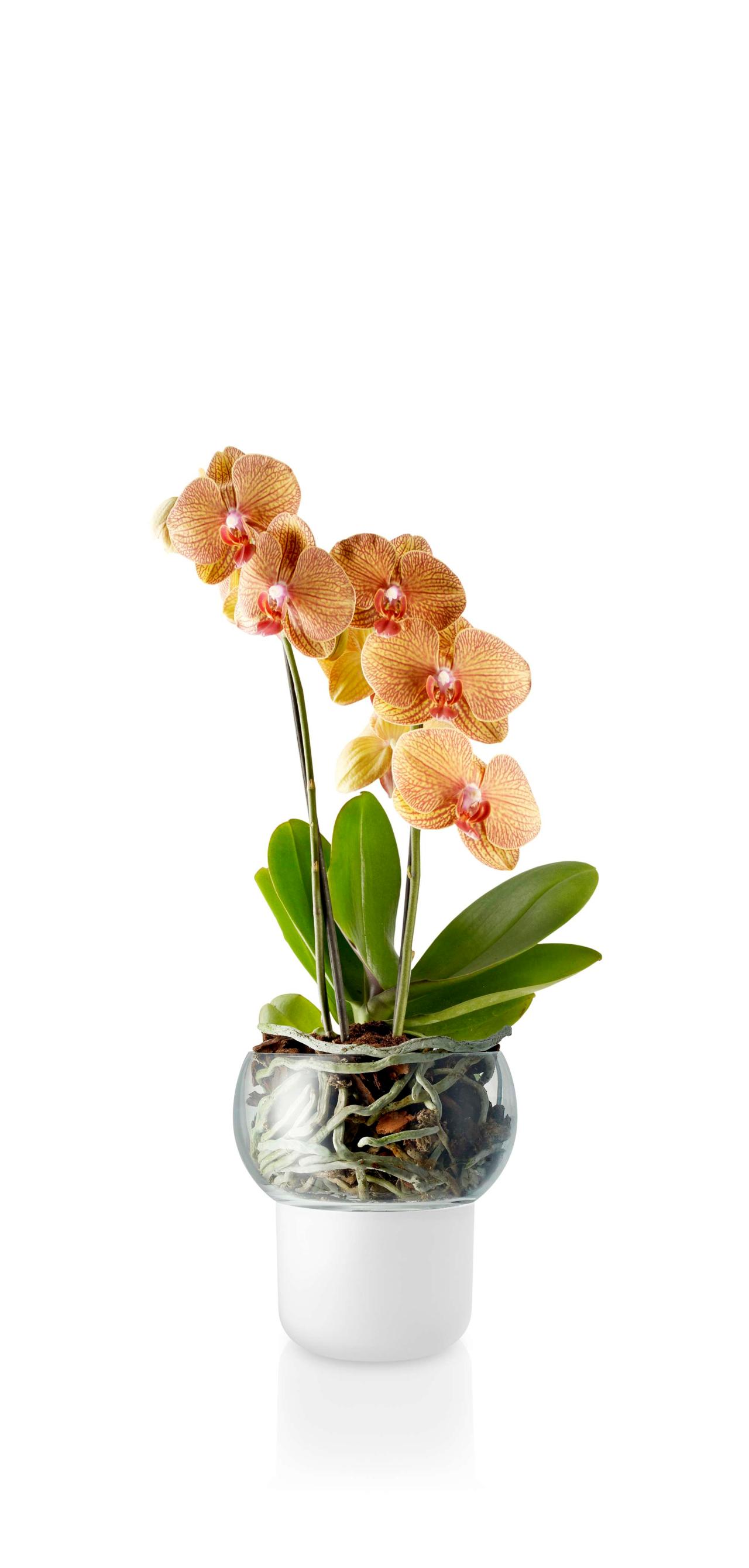 Orchid pot Ø13cm Frosted