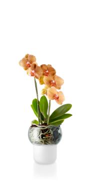 DETAIL568148LANG1default