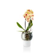 DETAIL568149LANG1Product_Photo_1