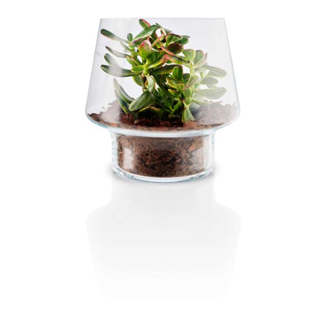 Glasvas för suckulenter - Ø 21 cm