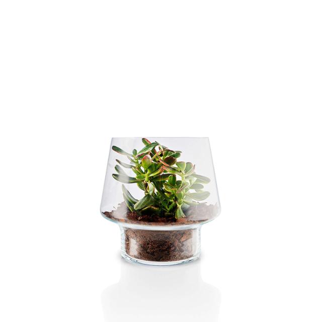 Vase en verre pour plantes succulentes - Ø21 cm