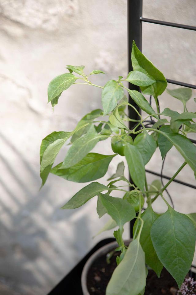 Lifestyle_Photo_3 Simply Grow Planter Trellis