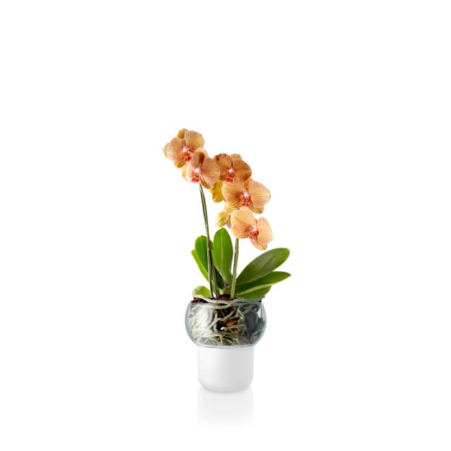 Orchid pot Ø13cm Frosted