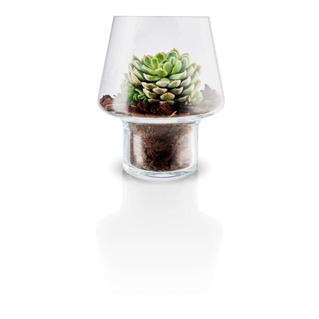 Vase en verre pour plantes succulentes - Ø15 cm