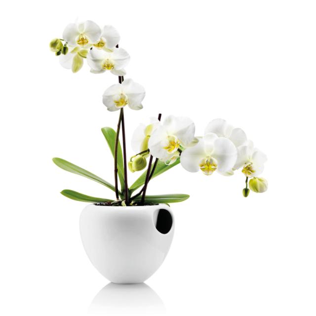 Orchid Pot - 17 cm - White