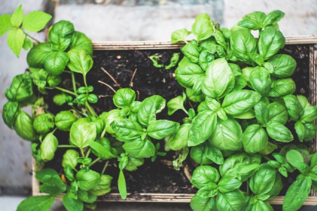 How to grow herbs in your kitchen