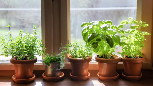 How to grow herbs in your kitchen