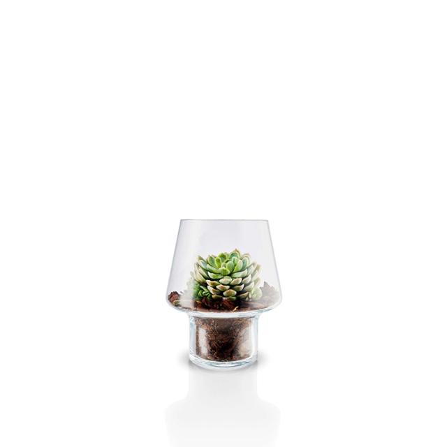 Vase en verre pour plantes succulentes - Ø15 cm